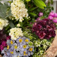 ジュリアン,プリムラ　ジュリアン,庭の花,アンティークカラー,静岡県民です！の画像