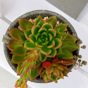 ジェイドポイント,多肉植物,多肉植物の紅葉,元気に育て♡,多肉大好き！の画像