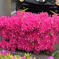 ツツジ,ドイツトウヒ,ハンカチの木,イロハモミジ,ミズキの画像
