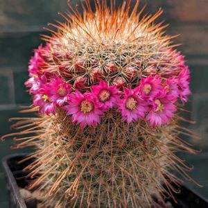 サボテン,サボテンの花,マミラリア属,花冠,マミラリアの花の画像