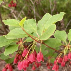 ベニサラサドウダン,植栽,ツツジ科ドウダンツツジ属,東京都農林総合研究センター,われら樹木探検隊の画像