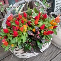 寄せ植え,かわいい,ガーデニング,園芸店,花のある暮らしの画像