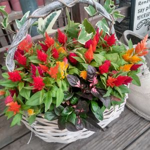 寄せ植え,かわいい,ガーデニング,園芸店,花のある暮らしの画像