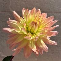 ダリア,一輪挿し,春のお花,4月,リビング・ダイニングの画像