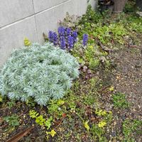 アサギリソウ,武器ではなく花を,on a diet,求む！簡単料理レシピ,毎月28日はグランドカバーの日の画像