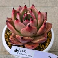 エケベリア,ヒソップ,ロカ,多肉植物,エケベリア属の画像