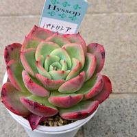 エケベリア,ヒソップ,パトリシア,多肉植物,エケベリア属の画像
