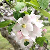 リンゴ,リンゴ,山口県,ときわ公園,ニュ－トンのリンゴの画像