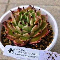 エケベリア,ヒソップ,サラボニーハイブリッドSPP,多肉植物,エケベリア属の画像