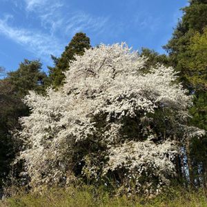 センボンヤリ,センボンヤリ,苔(コケ),山桜,ヤマザクラの画像