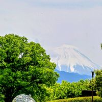 リンゴ,リンゴ,芝生,富士山,食べられませんの画像