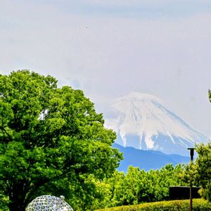 リンゴ,リンゴ,芝生,富士山,食べられませんの画像