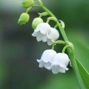 スズラン,スズラン,鈴蘭,鈴蘭 （すずらん）,お庭の画像