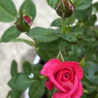 キンモクセイ,キンモクセイ,ミニバラ,金木犀,ピンクのバラの画像