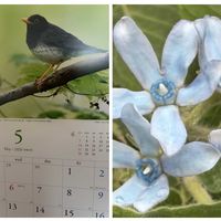 ダリア,ブルースター,紫陽花,四季咲きアジサイ 霧島の恵,ハーブゼラニウムの画像