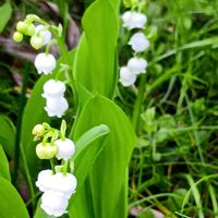 シラユキゲシ,スズラン,タツナミソウ,みつばの花,今日のお花の画像