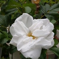 ハマナス,癒される,感謝,花のある暮らし,しあわせの画像