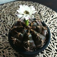 オオデマリ,サボテン,ギムノカリキウム属・麗蛇丸,多肉植物,サボテンの花の画像