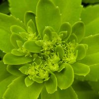 キリンソウの画像