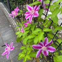 ムベ,ムベ,ムベの花,郁子,郁子の画像