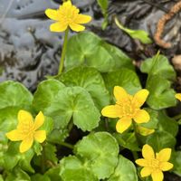 リュウキンカ,リュウキンカ,山野草,ひるがの高原,大日ヶ岳の画像