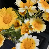 春菊,春菊のお花,ガーデニング,ネコ好き,プランター野菜の画像