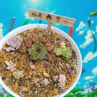 姫秋麗,桜牡丹,ゴースティ,アトランティス,センペルビウムの画像