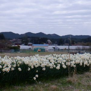 ニホンスイセン,植栽の画像