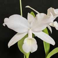 カトレア,スキンネリー_,v. アルバの画像