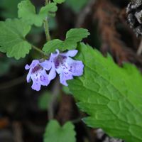 カキドオシ, 山野草,花散歩,紫色の花,裏高尾の画像