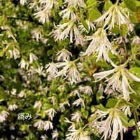 トキワマンサク,花のある暮らしの画像