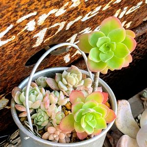 静夜,薄化粧,ジャンク,可愛い,マイガーデンの画像