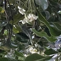 ギンモクセイの画像