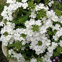 芝生,可愛い,癒される,花のある暮らし,綺麗の画像
