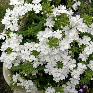 芝生,可愛い,癒される,花のある暮らし,綺麗の画像