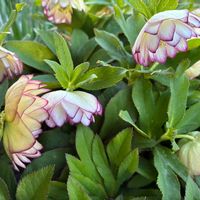 八重クリスマスローズ,黄花カタクリ,プリモナリア,銅葉 ヤグルマ草,北海道の画像