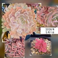 シャビアナ,多肉植物いろいろ,シャビアナ ペレグリナ,アエオニウム　ピンクウィッチ,真上からの撮影の画像