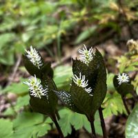 サンカヨウ,ヒトリシズカ,ヤマエンゴサク,ワチガイソウ,山野草の画像