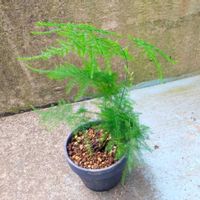アスパラガス,観葉植物,鉢植えの画像