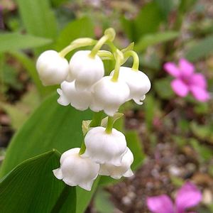 スズラン,多肉植物,ベランダガーデン,多肉初心者,癒しの画像
