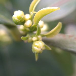 グレープフルーツ,実生,シンボルツリー,種から,無農薬栽培の画像