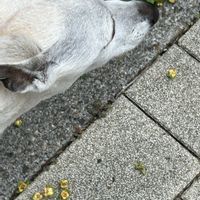 キンカン,レモン,カキ,白い花,犬の散歩の画像