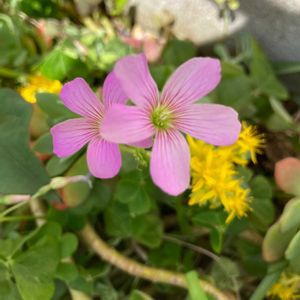 カタバミ,ムラサキカタバミ,ハーブ,野草,紫の花の画像