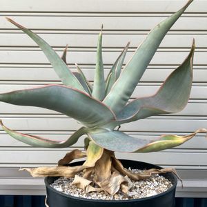 アロエ,アロエ ストリアータ,多肉植物,塊根植物,コーデックスの画像