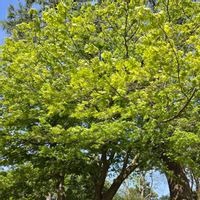 モミジ,青紅葉（あおもみじ）,GS花友が選ぶ花草木,目に青葉～2026の画像
