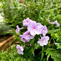 フロックス,地植え,ガーデニング,お気に入り♡,花のある暮らしの画像