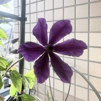 クレマチス,クレマチス　アフロディーテ・エレガフミナ,クレマチス 鉢植え,花のある暮らし,お花大好き♡の画像