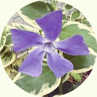 花のある暮らし,おうち園芸,小さな庭の画像