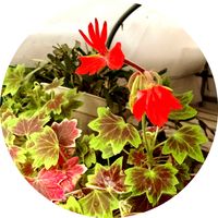 花のある暮らし,おうち園芸,小さな庭の画像