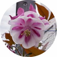 花のある暮らし,おうち園芸,小さな庭の画像